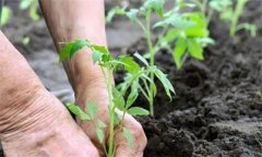 秋茬番茄定植时应注意哪些问题？