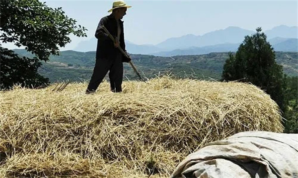 麦秸、麦壳栽培平菇