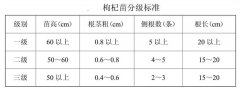 枸杞苗木的起苗、分级、假植、包装与运输问题