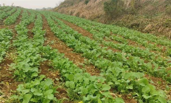 油菜栽培的分布