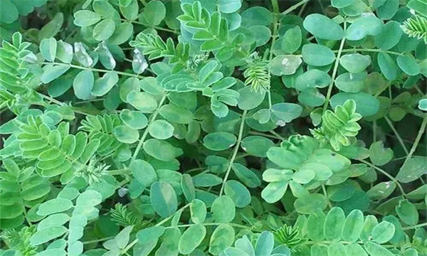 黄芪霜霉病的症状表现