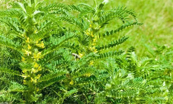 黄芪霜霉病的发病规律