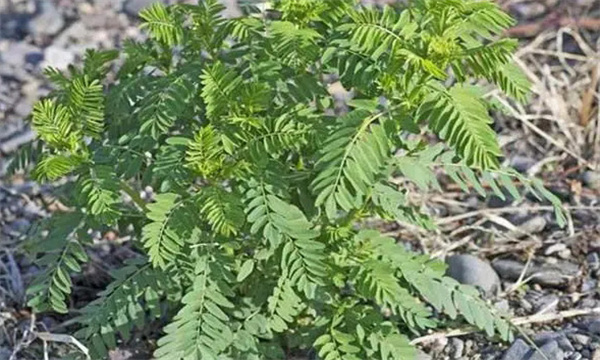 黄芪霜霉病的防治方法