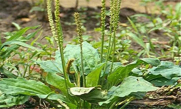 中药材有很强的地域性和季节性