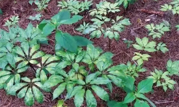 药用植物病害的发生特点