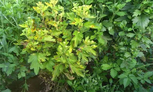 药用植物虫害的发生特点