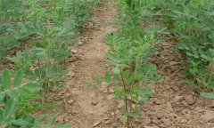 种植黄芪如何进行田间管理