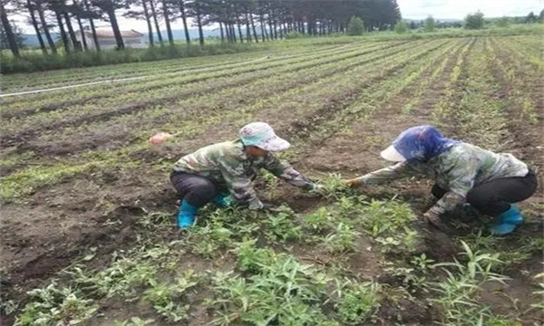 黄芪的起苗移栽方法