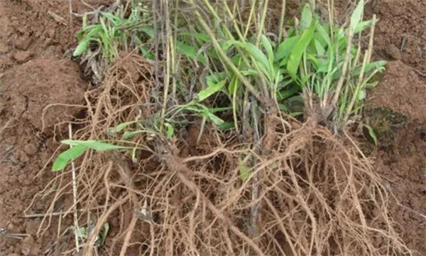 黄芪假植贮苗的具体方法