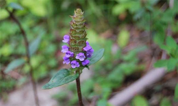 夏枯草育苗播种