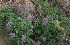 种植延胡索怎样进行田间管理？