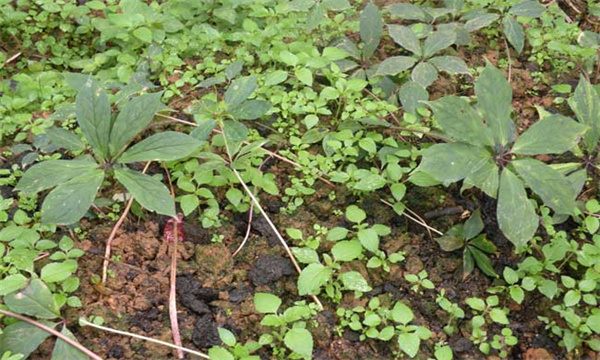 重楼种植的土壤条件