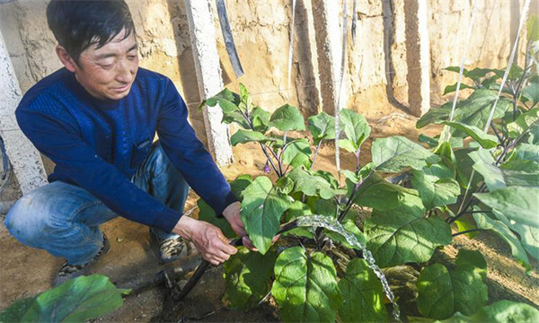 冬季大棚茄子浇水