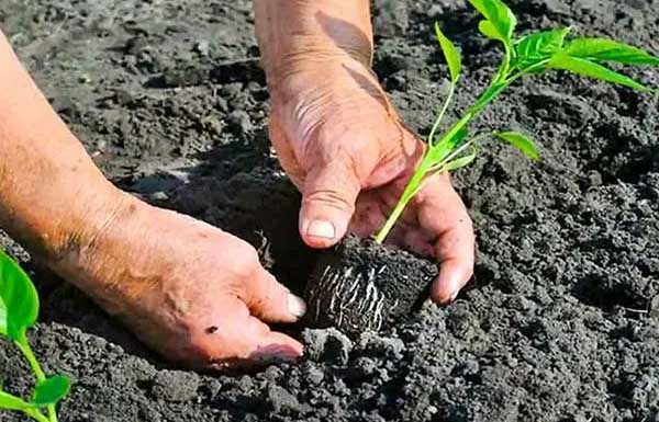 大棚冬春茬辣椒的定植方法