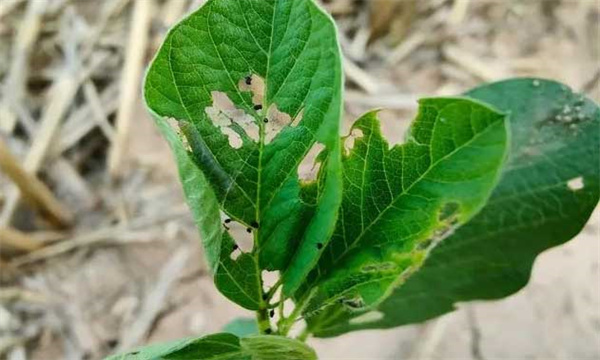 大豆害虫分哪几类