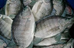 如何降低罗非鱼养殖成本、提升养殖利润？
