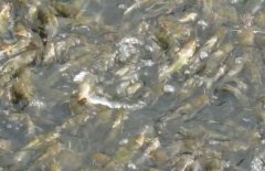 黄颡鱼主要病害的种类与防治方法
