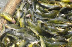 黄颡鱼常见的几种养殖模式简介