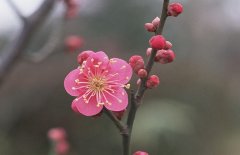 在元旦开花的花卉植物有哪些品种？