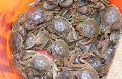 河蟹养殖的管理技术要点