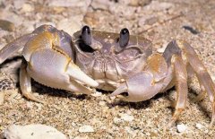 秋季河蟹死亡较多的原因是什么，如何解决？