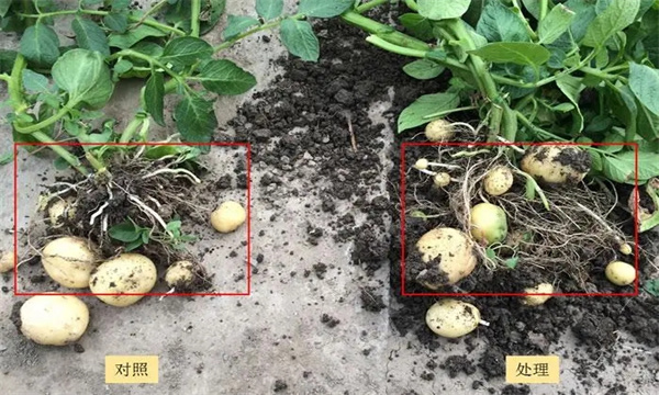 马铃薯如何选择单株进行脱毒
