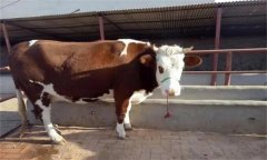 选择架子牛的标准是什么 架子牛的短期育肥方法