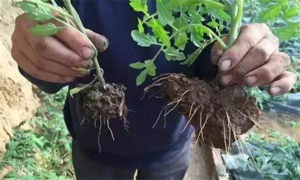 设施果树根系的优势与不足