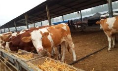 选择架子牛的方法有哪些，要考虑的基本因素？