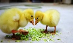 培育雏鸭湿度控制的标准与方法