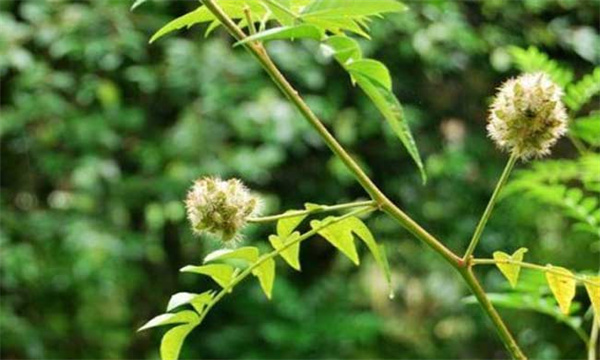 甘草种植的育苗移栽技术