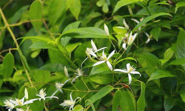 甘草的根茎繁殖