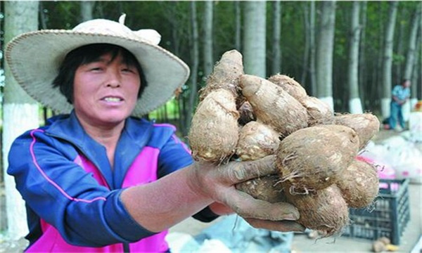 芋头发棵期管理