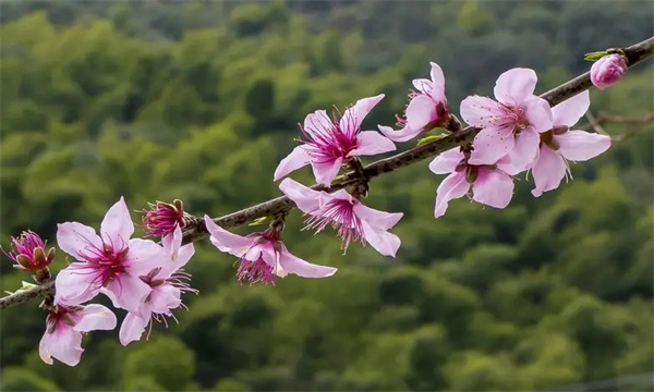 设施栽培条件下桃树的昆虫授粉方法