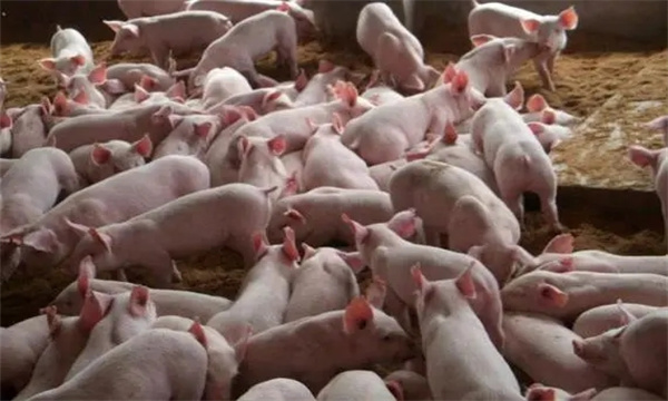 猪场产品流通成本控制方法