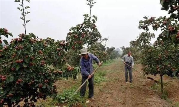 加强肥水管理