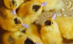 雏鸭的饲养管理需要注意的六大问题