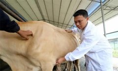 牛食道阻塞的手术治疗方法