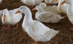 鸭产蛋异常或产蛋率下降是什么原因引起的