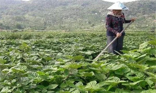 广藿香的田间管理