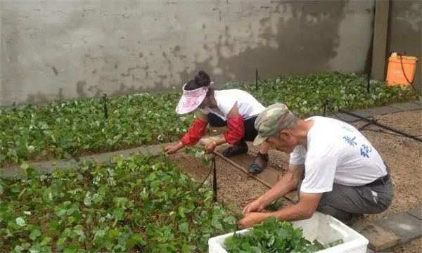 广藿香的繁殖方法