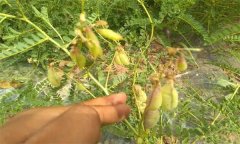 黄芪种子的采集、处理与繁殖方法