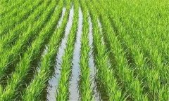 水对农作物生长发育的影响有哪些方面？
