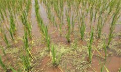 水稻发僵有什么症状？如何防治水稻僵苗？
