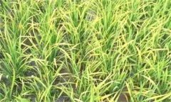 水稻缺素有哪些症状？
