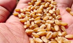 小麦播种时间、播种量与播种方式的选择问题