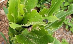 玉米害虫有哪些种类，如何防治？