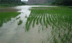 什么是水稻涝害？水稻涝害有哪些症状呢？