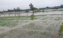如何防御水稻涝害？水稻受涝后如何补救？