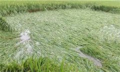 水稻旱涝急转灾害预防与补救措施有哪些？
